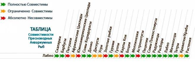 совместимость лабео совместимость лабео