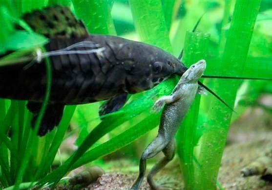 совместимость лягушек совместимость лягушек