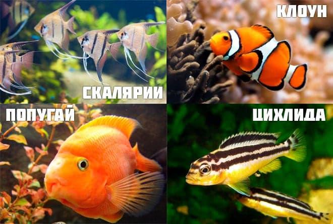 совместимость с рыбкой ножом совместимость с рыбкой ножом