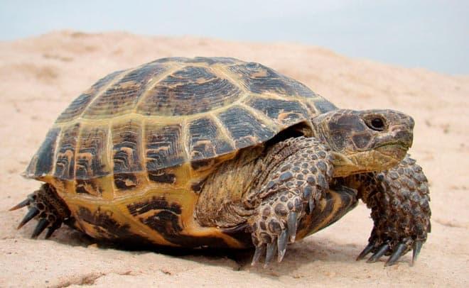 Средиземноморская черепаха Средиземноморская черепаха
