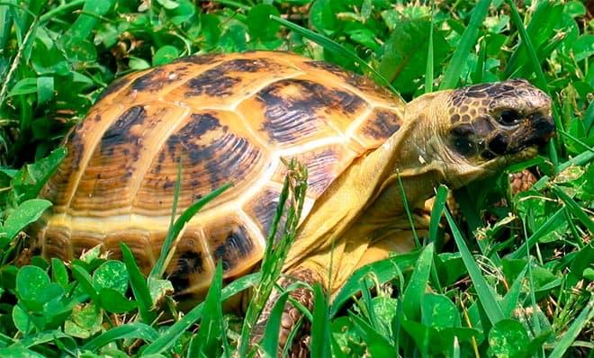 среднеазиатская черепаха среднеазиатская черепаха
