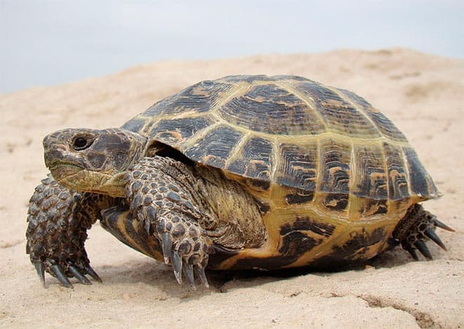 средиземноморская черепаха средиземноморская черепаха