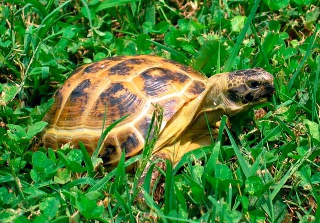 среднеазиатская черепаха среднеазиатская черепаха