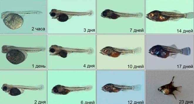 стадии развития малька стадии развития малька