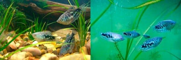 стайки гурами мраморного стайки гурами мраморного