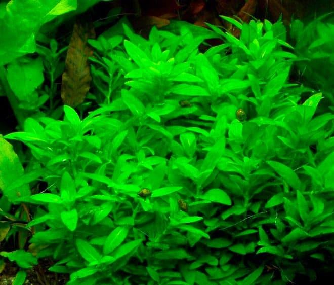 Стаурогин ползучий Стаурогин ползучий