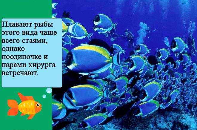 стая рыбки хирург стая рыбки хирург