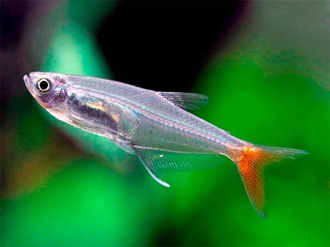 стеклянная тетра стеклянная тетра