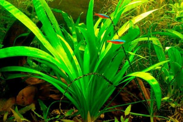 стрелолист стрелолист