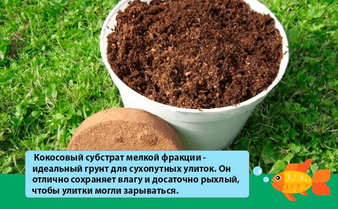 грунт для улиток грунт для улиток