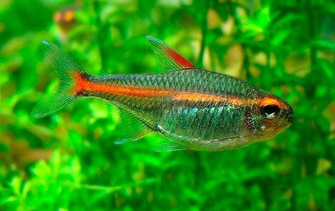светлячок тетра светлячок тетра