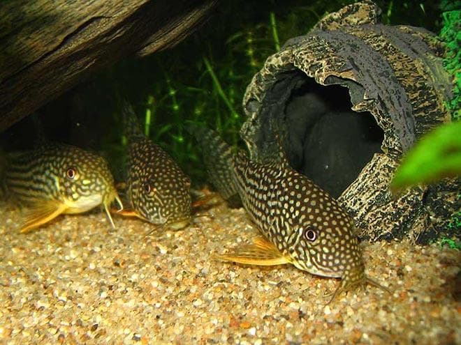 сомики Штербы сомики Штербы