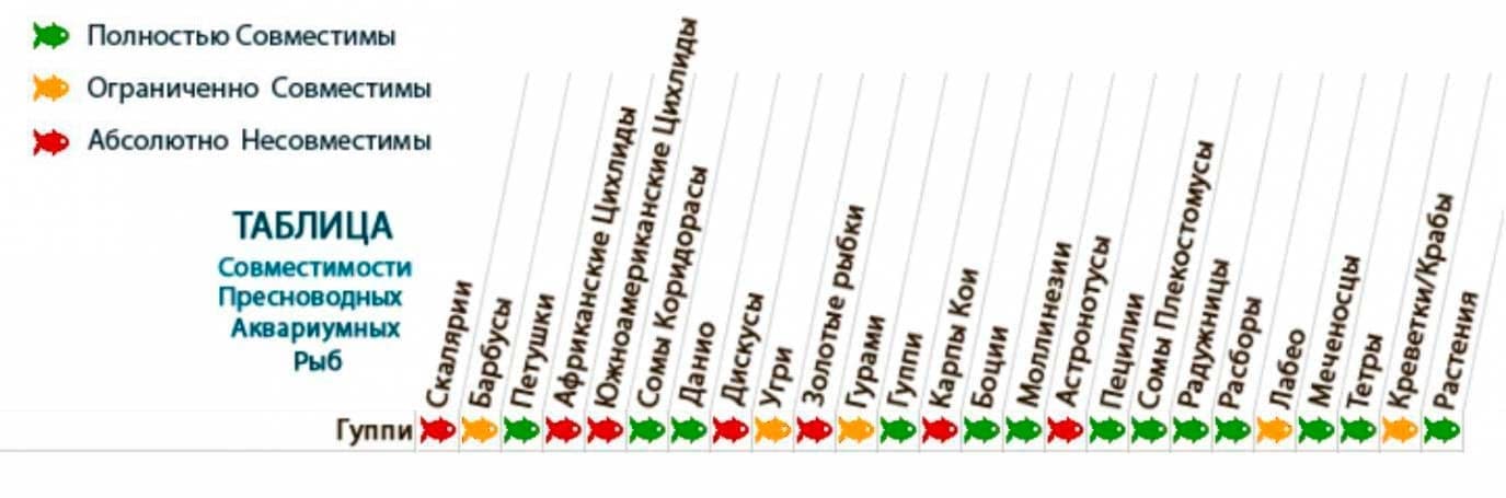 таблица совместимости гуппи таблица совместимости гуппи