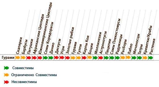 таблица совместимости гурами таблица совместимости гурами