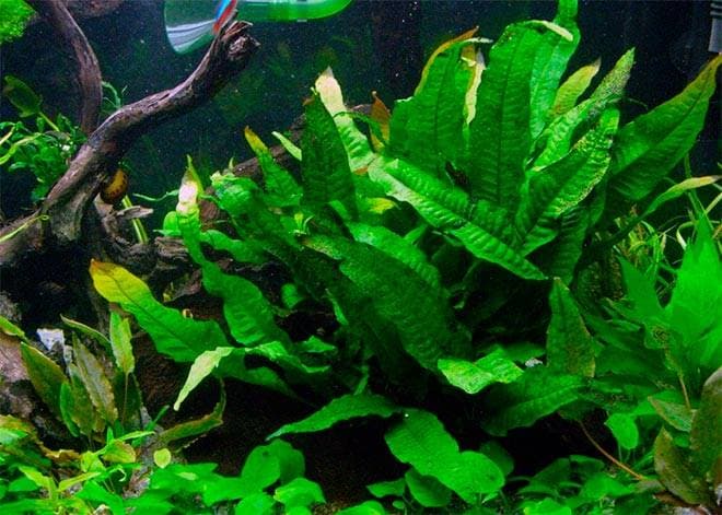 Таиландский крыловидный Таиландский крыловидный