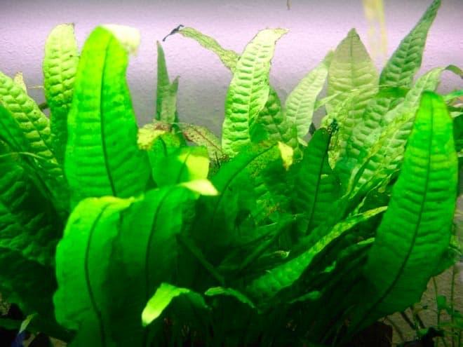 таиландский папоротник таиландский папоротник