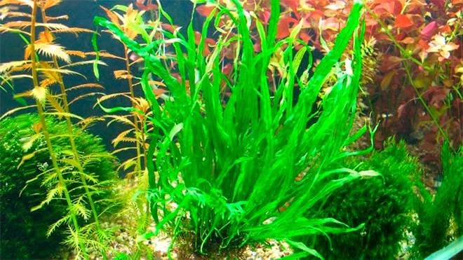 Таиландский узколистный папоротник Таиландский узколистный папоротник