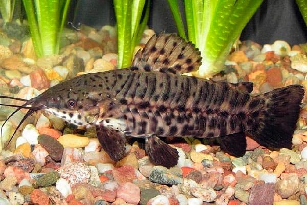 таракатум сом таракатум сом