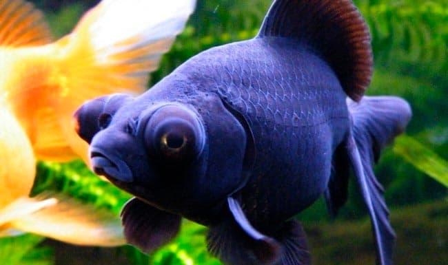 телескоп телескоп