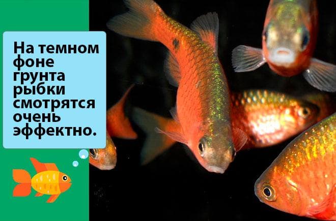 вишневый барбус на темном фоне вишневый барбус на темном фоне