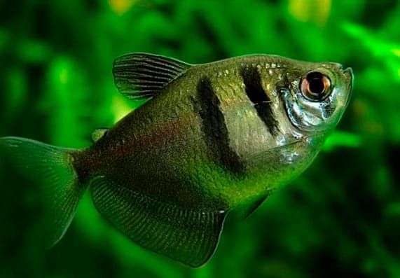 тернеции тернеции