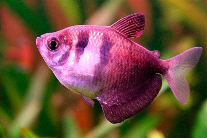 тернеция тернеция