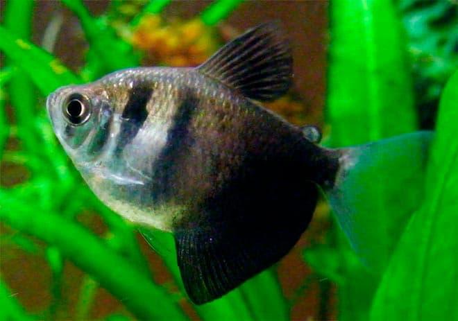 тернеция тернеция