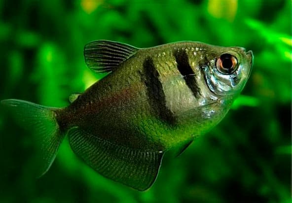 тернеция тернеция