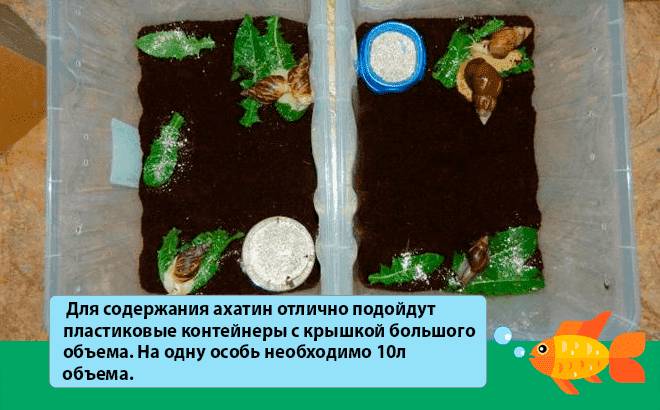 террариум для ахатин террариум для ахатин