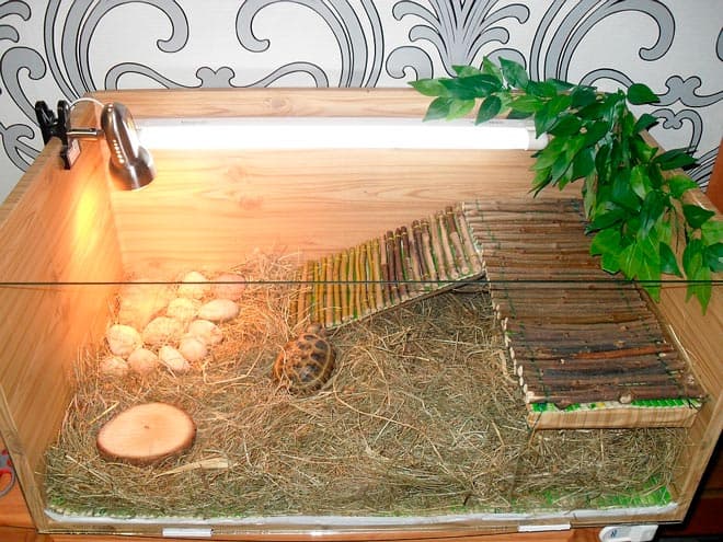 террариум для сухопутной черепахи террариум для сухопутной черепахи