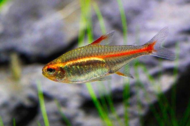 тетра тетра