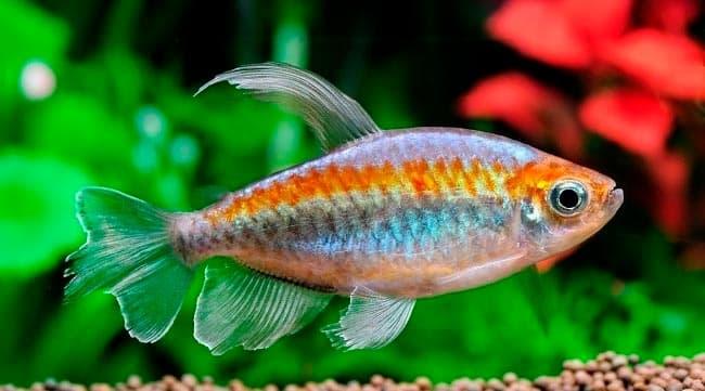 тетра тетра