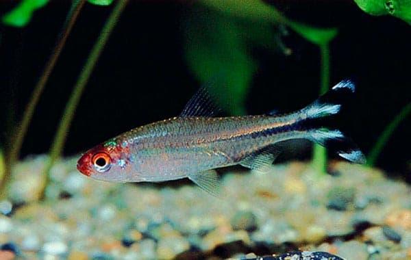 тетра рыбка тетра рыбка