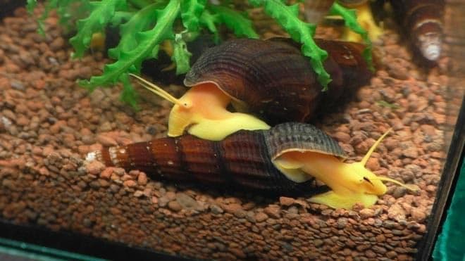 тиломелания тиломелания