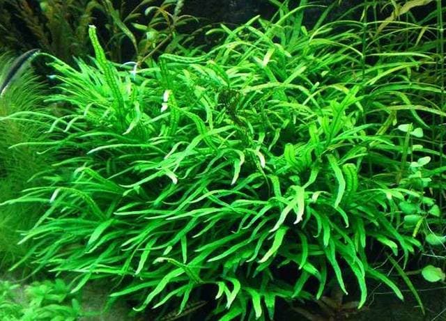 Тридент Тридент