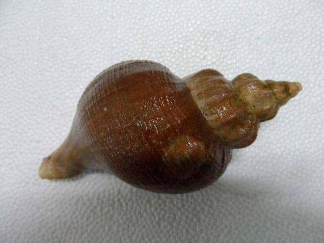 трубач трубач