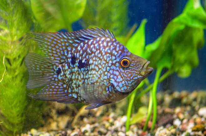 цихлазома цихлазома