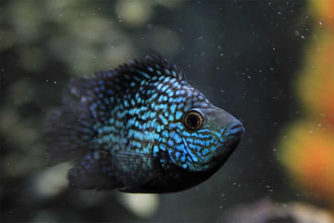 цихлазома цихлазома