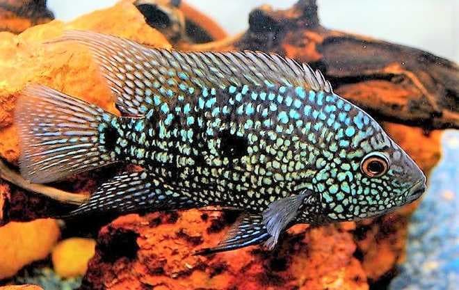 цихлазома дисковая цихлазома дисковая