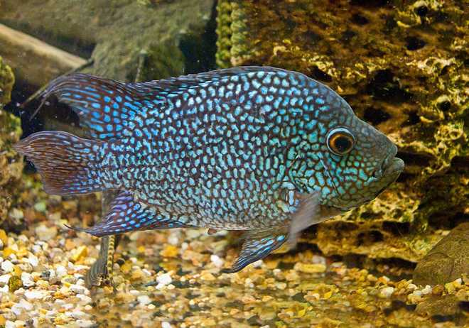 цихлазома дисковая цихлазома дисковая