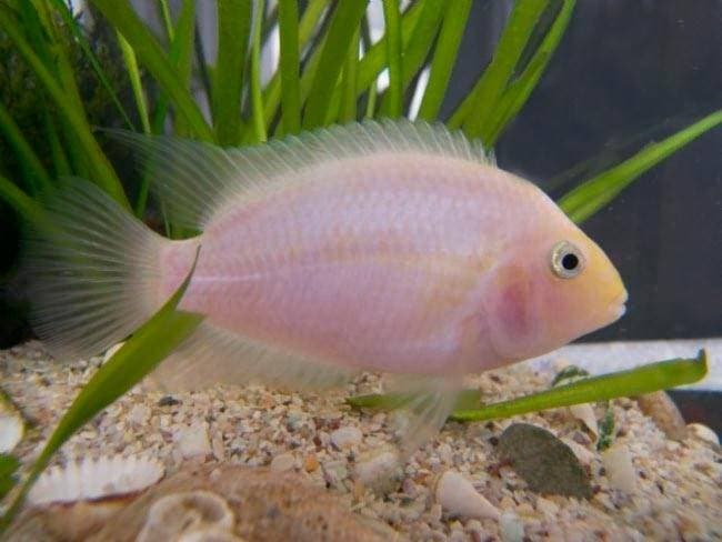 Цихлазома фламинго в аквариуме Цихлазома фламинго в аквариуме