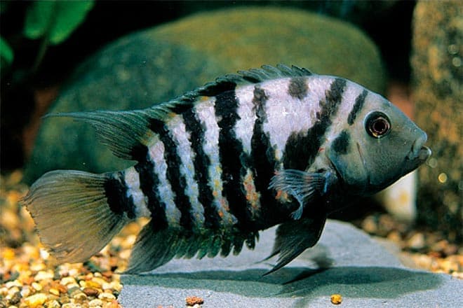 цихлазома цихлазома