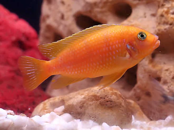 цихлида цихлида