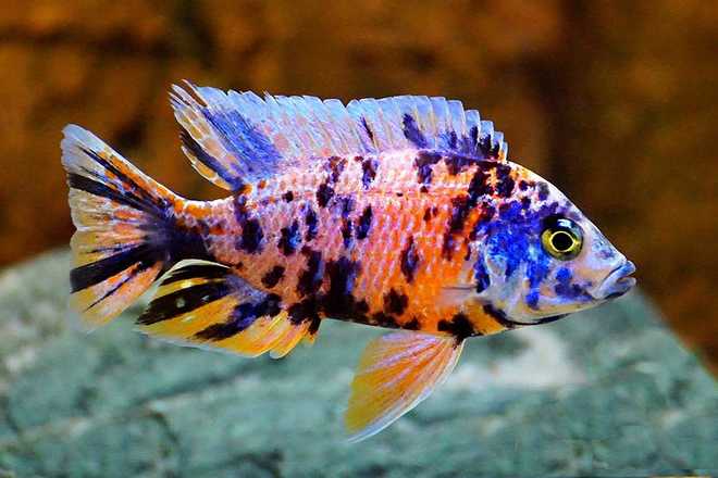 цихлида цихлида