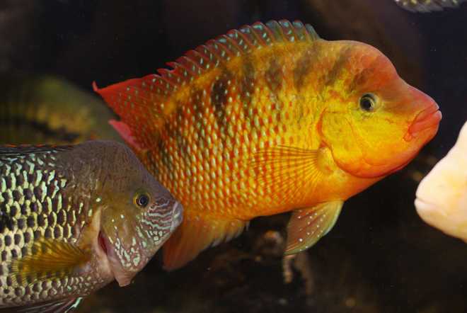цихлиды цихлиды