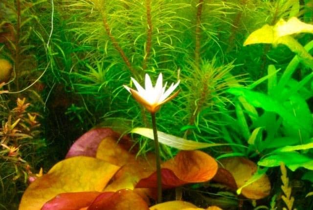 цветение нимфеи цветение нимфеи