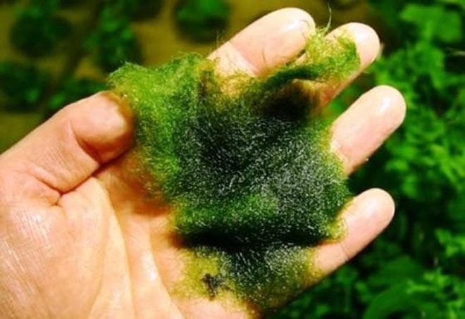 удаление и защита против водорослей удаление и защита против водорослей