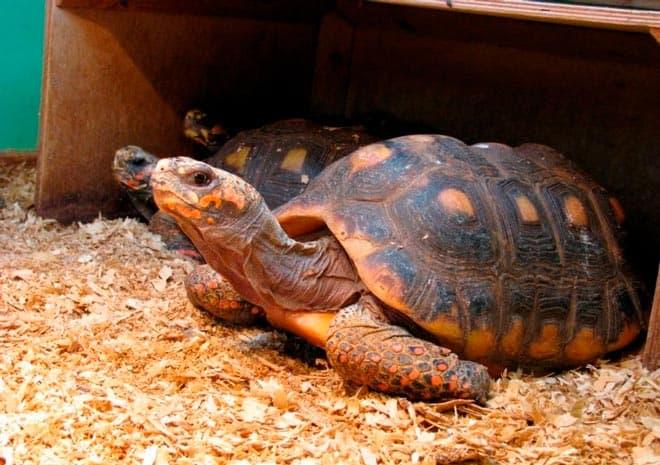 угольная черепаха угольная черепаха