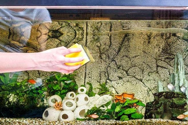 Механическое очищение от бурых водорослей Механическое очищение от бурых водорослей