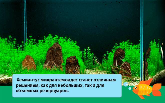 Хемиантус микрантемоидес Хемиантус микрантемоидес